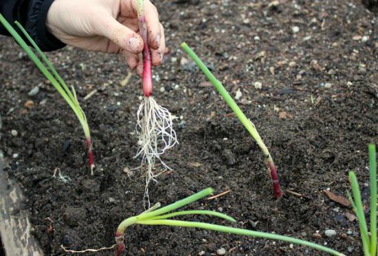 выращивание репчатого лука из севка