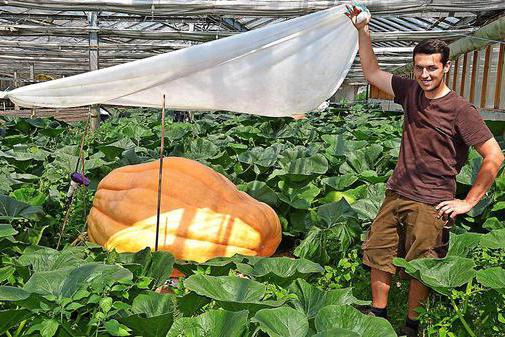 how to pinch a pumpkin