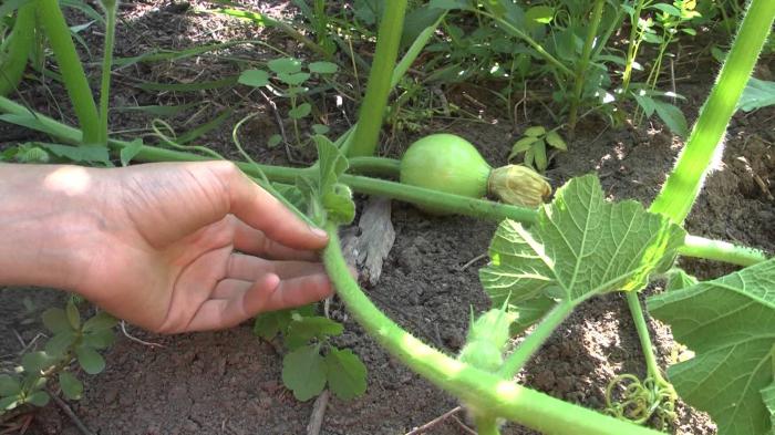 Do I need to pinch pumpkin and zucchini