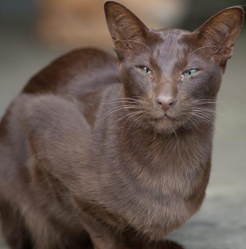 Гавана - кошка с очаровательным внешним видом и идеальным характером