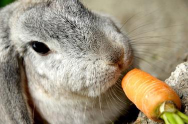 Чем кормить кролика зимой