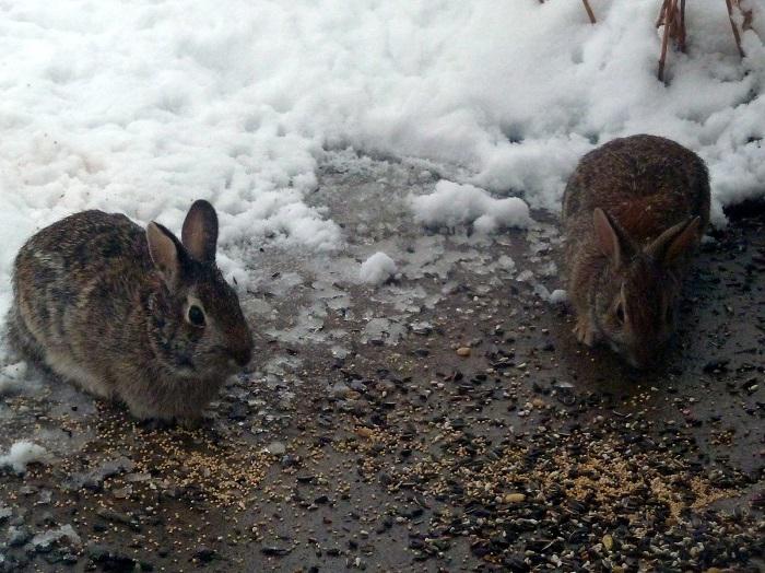 Кормление кроликов зимой