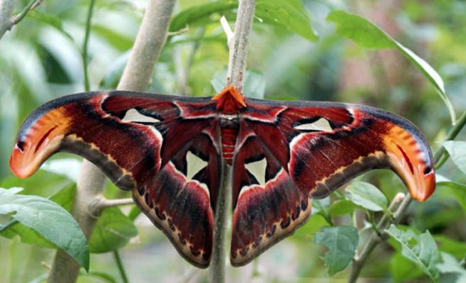 самые красивые бабочки мира с названиями