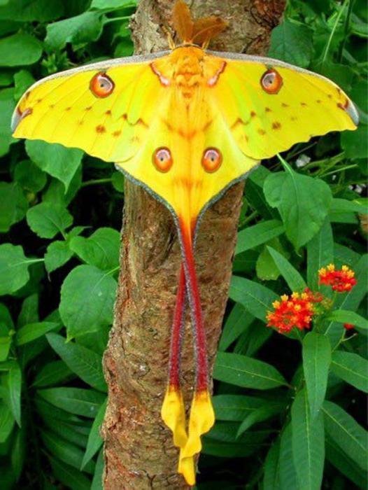 самая красивая бабочка в мире