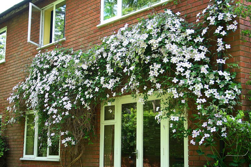 clematis landing