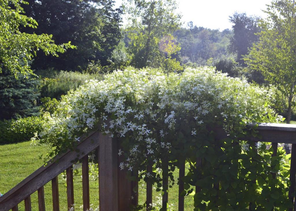 clematis seedlings