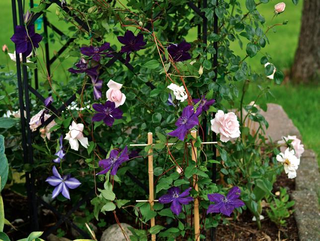 clematis in garden landscaping