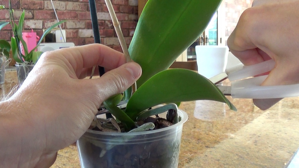 как правильно обрезать цветонос у орхидеи