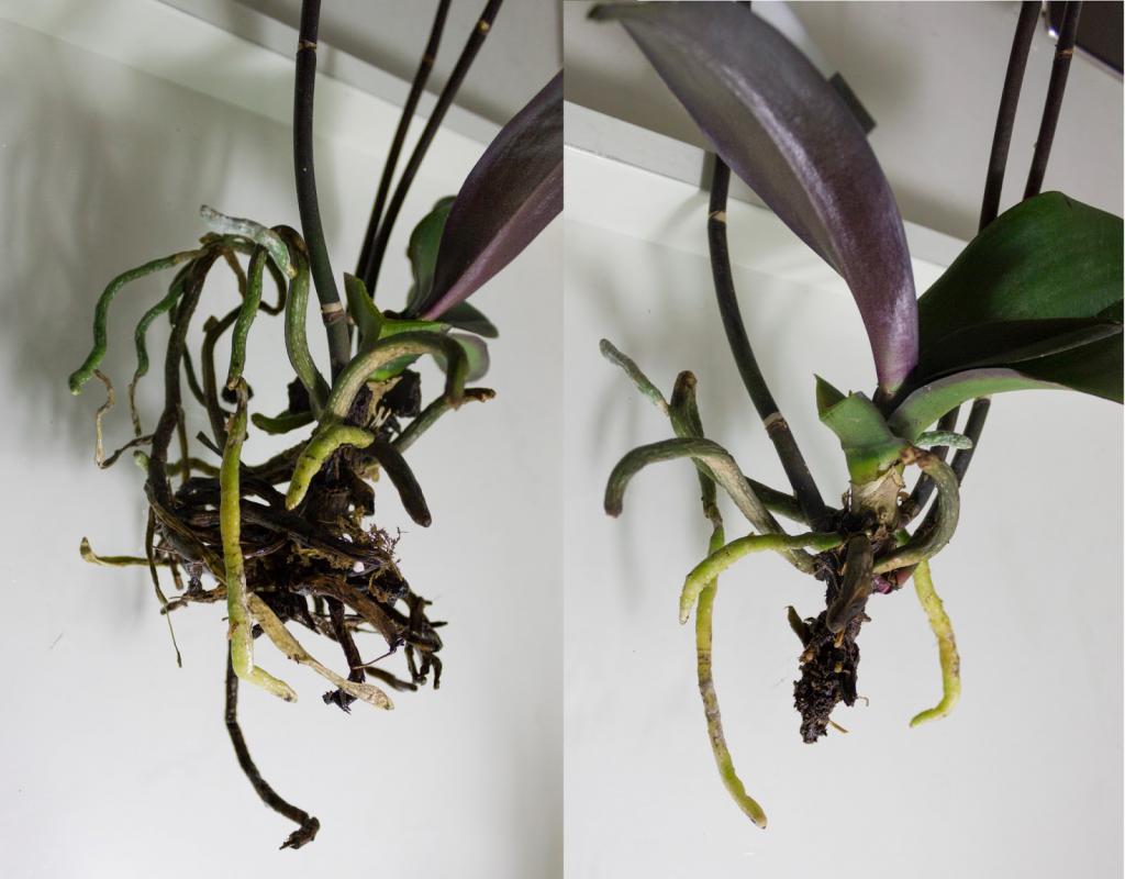 как правильно обрезать корни орхидеи