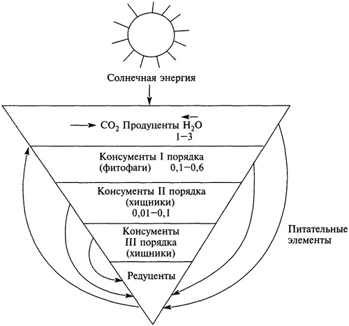 Графическое изображение соотношения между продуцентами консументами и редуцентами
