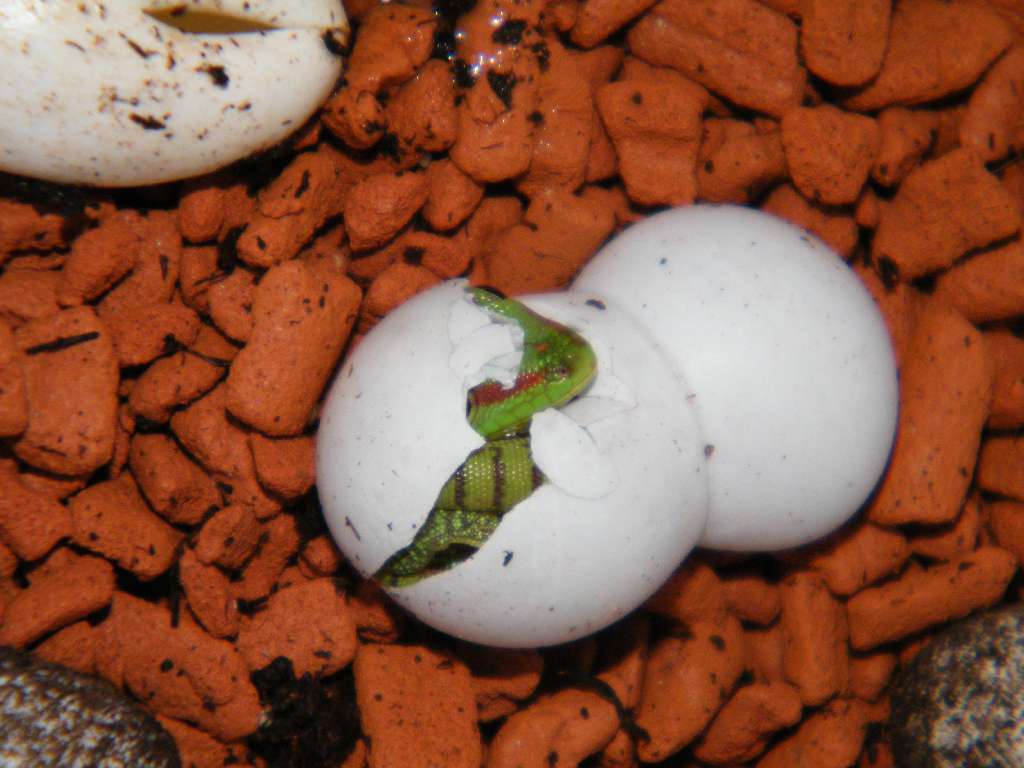 Размножение ящериц яйцами. Мадагаскарский геккон фельзума.