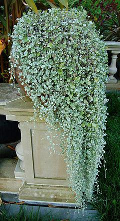 dichondra silver waterfall