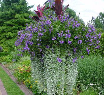 dichondra silver waterfall photo