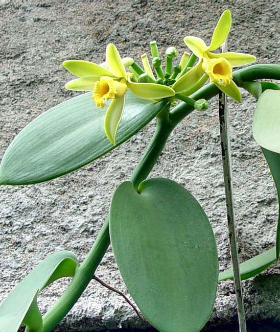 Ванильная орхидея фото