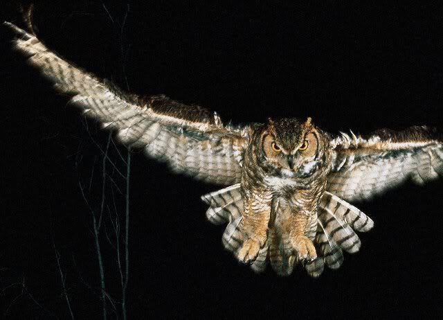 Where eared owl lives and hunts than eats