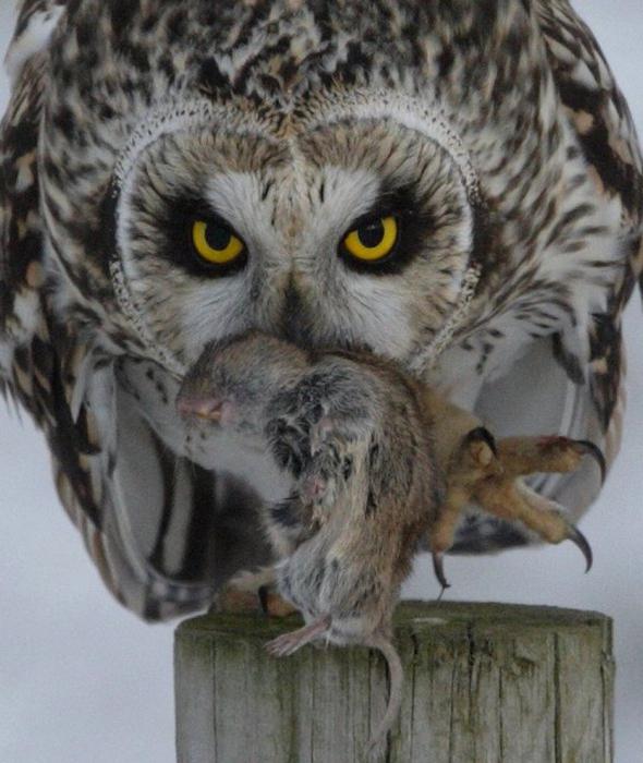 What does an owl eat in the forest