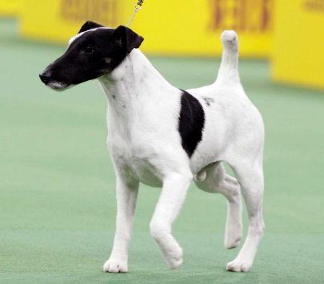 Smooth Fox Terrier Description