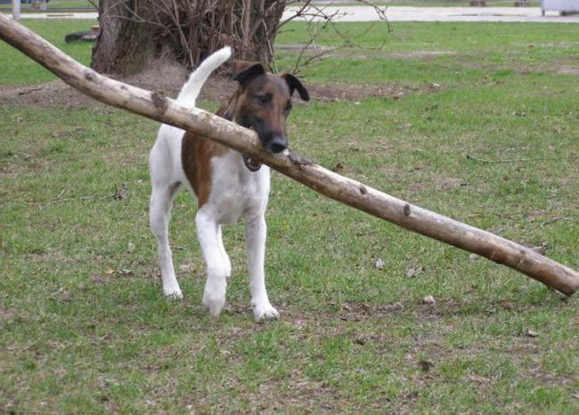 Dog Fox Terrier - Smooth