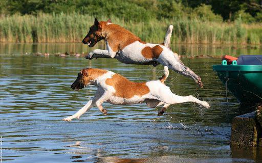 Smooth Fox Terrier