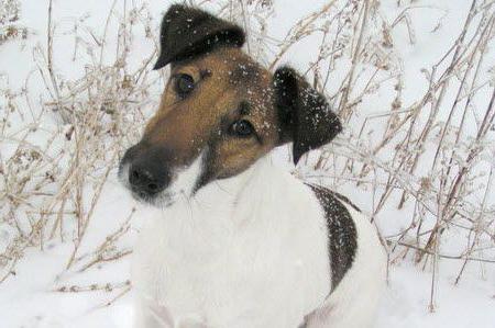 Fox Terrier - Smooth