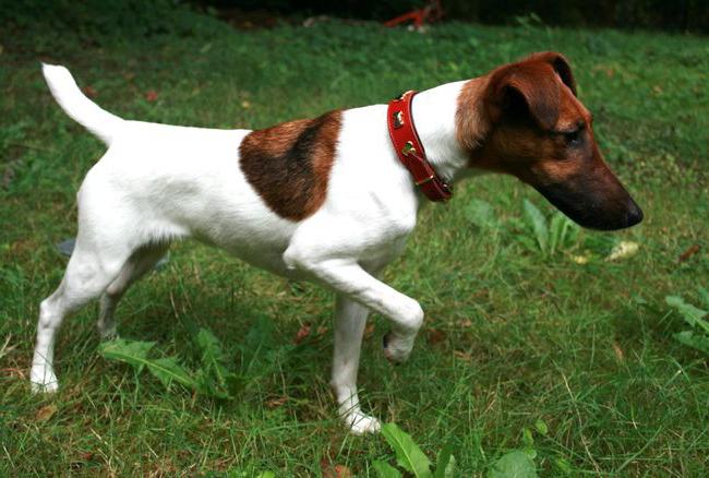 Fox Terrier - Smooth Price