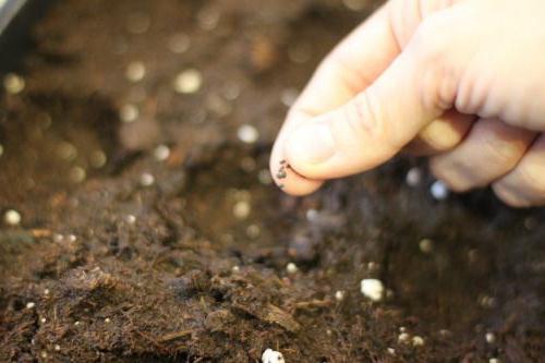 Как вырастить базилик из семян 