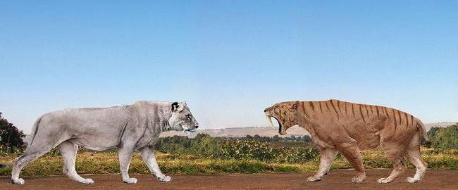 Американский лев против саблезубого тигра