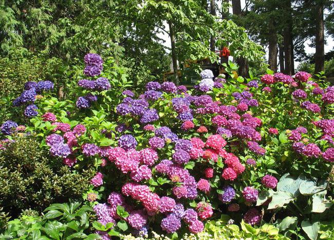 Гортензия крупнолистная декоративные цветы и кустарники