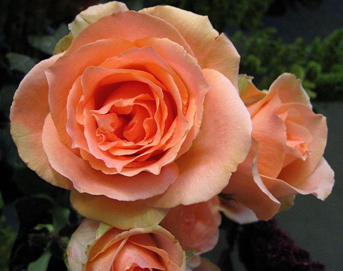 Сорт розы Версилия