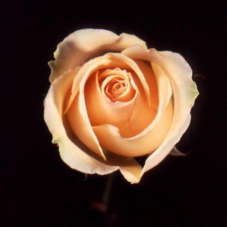 Роза Версилия 