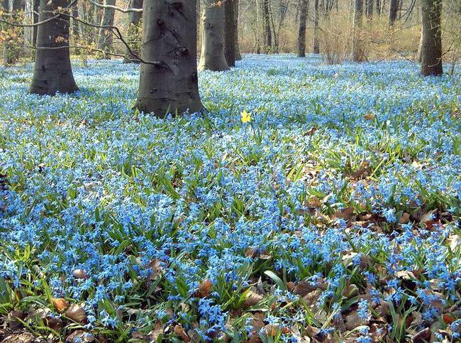 Spring bluebell flowers