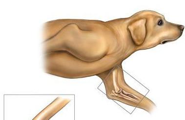 анатомия локтевого сустава собаки