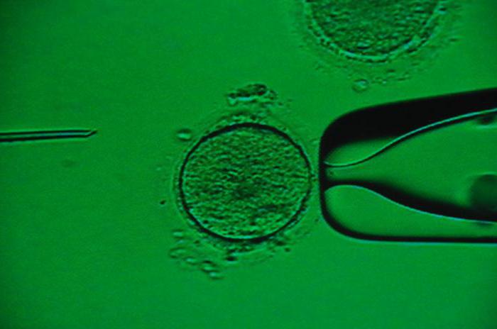 витрификация ооцитов и эмбрионов