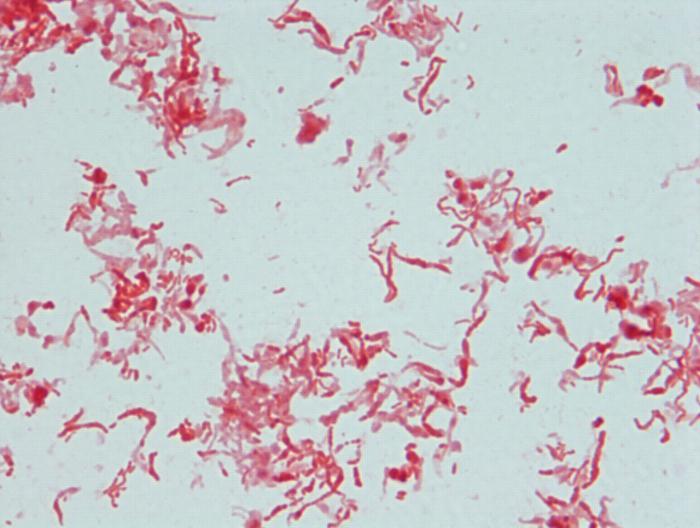 lactobacillus spp норма