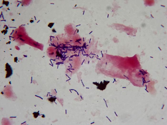 нормофлора lactobacillus spp норма