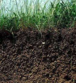 что такое гумус почвы