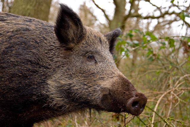 wild boar cleaver