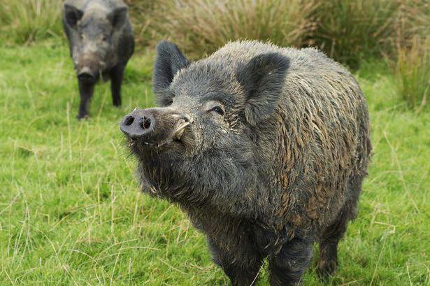 wild boar cleaver photo