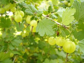 gooseberry malachite growing features