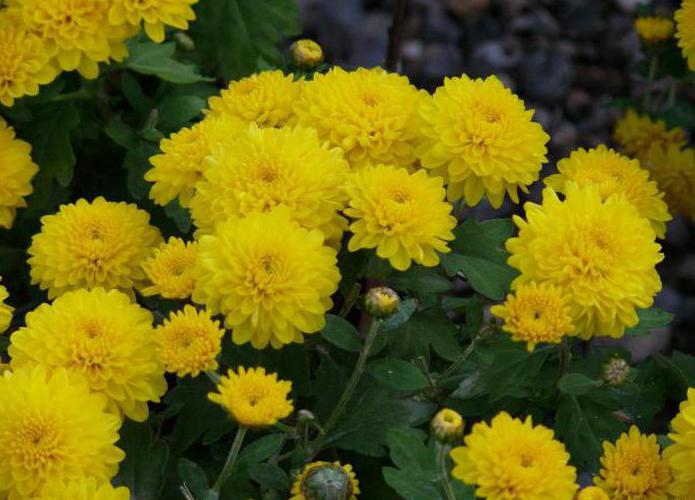 yellow chrysanthemum flowers