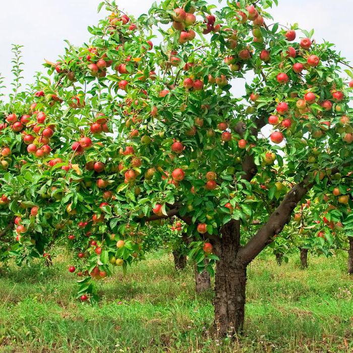 Orlink apple tree photo