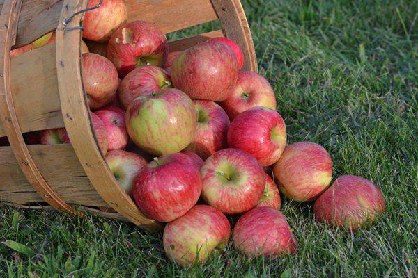 eagle apple tree