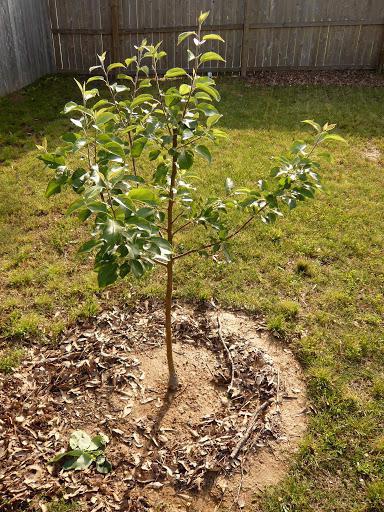 apple tree orlink reviews