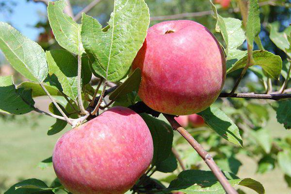 apple tree variety