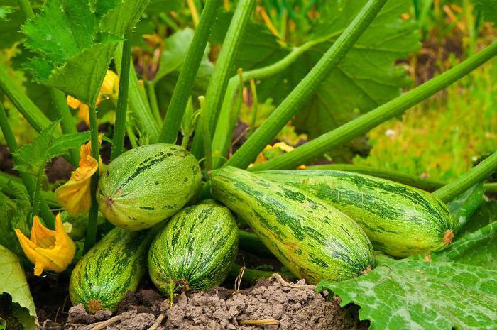 zucchini zucchini photo