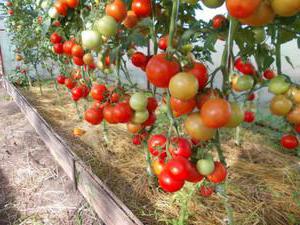 eupator tomato photo