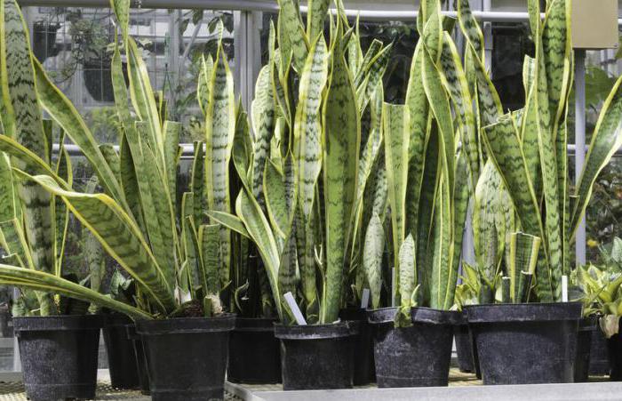 sansevieria species