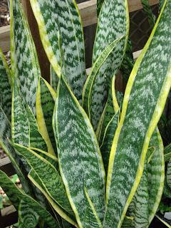 sansevieria three-way