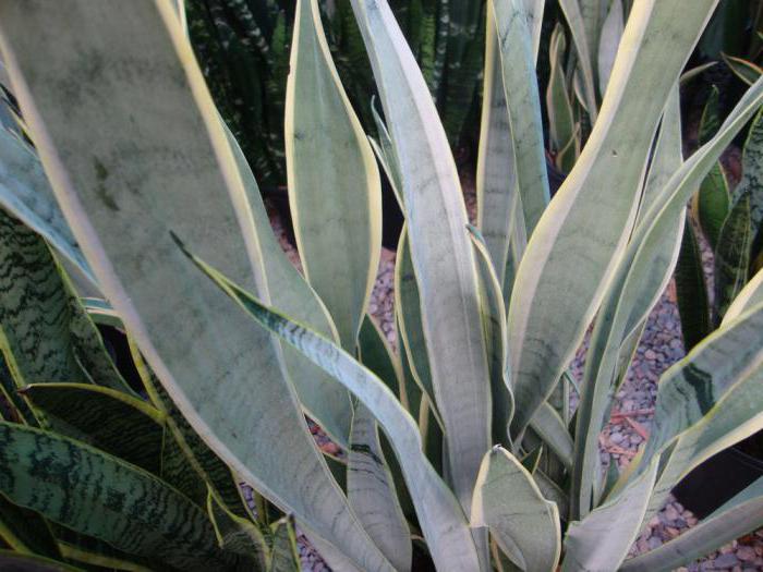 sansevieria photo