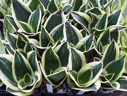 sansevieria hyacinth